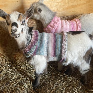 Two baby goats wearing colorful knitted sweaters in a barn.