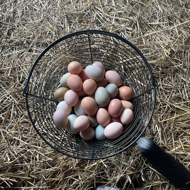 A wire basket filled with various colored eggs on hay.