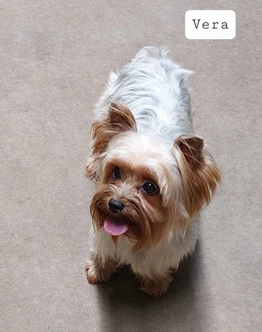 Sweet little mama yorkie