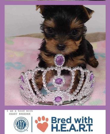 all my yorkies are bred with HEART...AKC health tested champion blood  lines