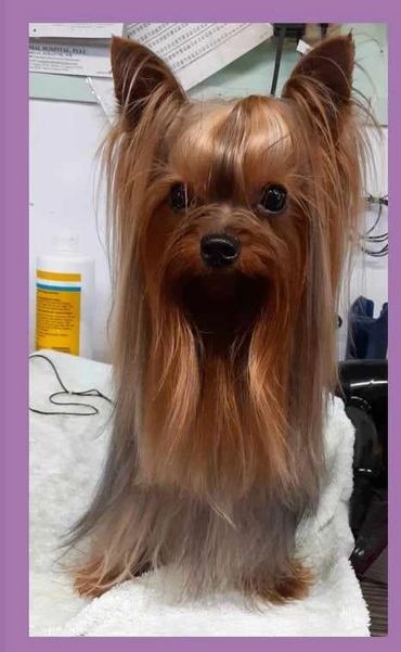 Darci imported from Bulgaria. He had just had a bath and was acting so cute !