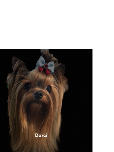 My yorkshire terrier males all are AKC registered