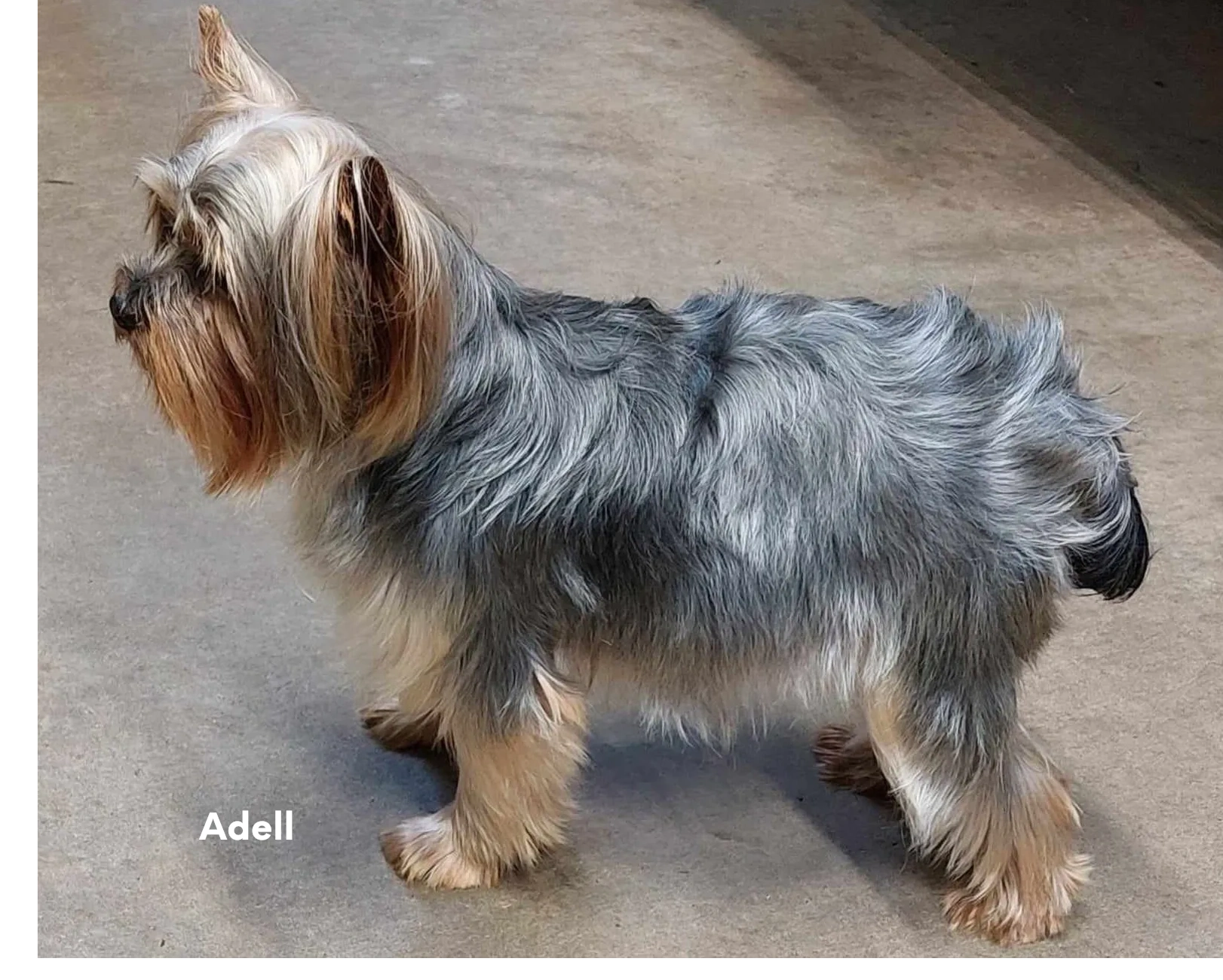 Adell a daughter of  Ava & Darci she produces beautiful puppies