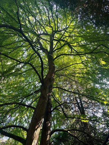 Sunlight filters through the lush green canopy of a tall tree with spreading branches.