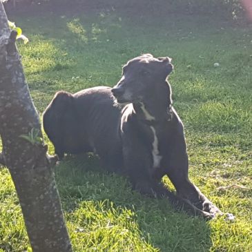 Black dog lying on grass in sunlight.