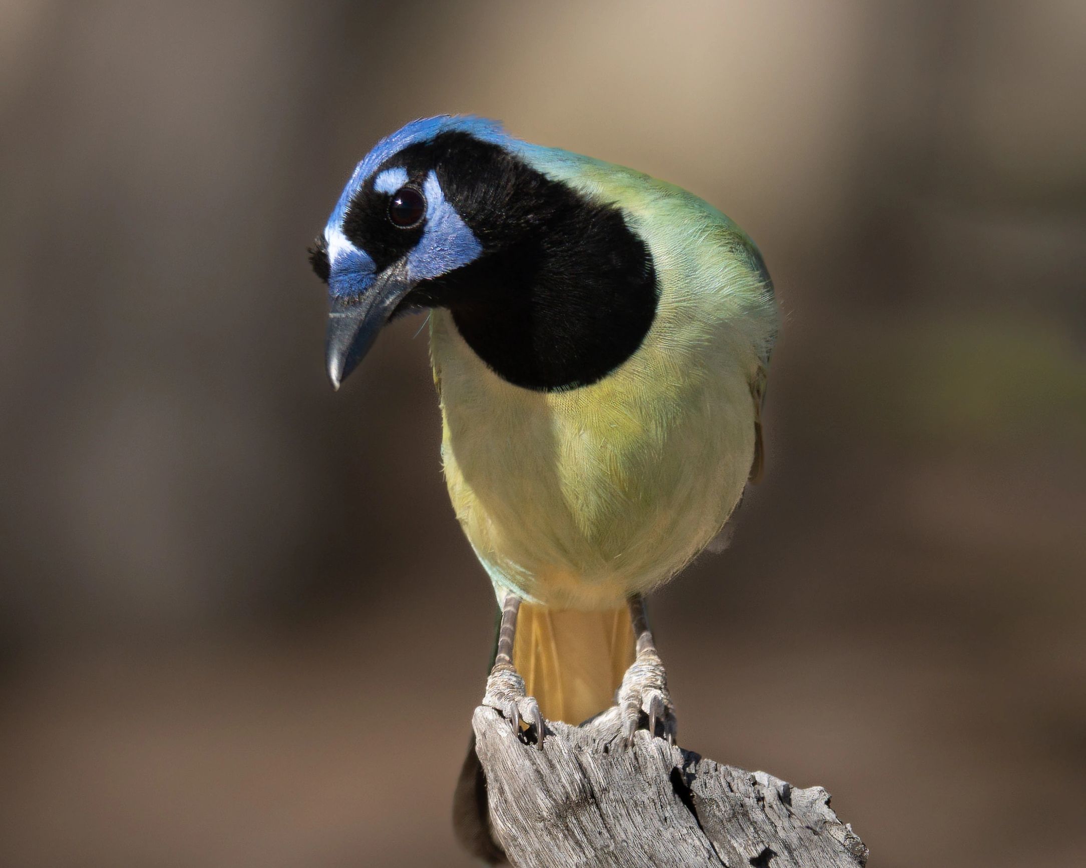 Green Jay smiling for the camera.