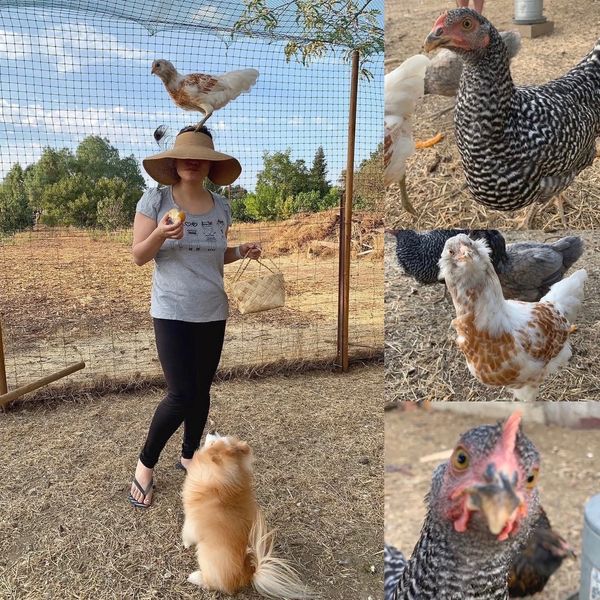 A woman with a chicken on her hat, a dog, and various chickens in a farm setting.