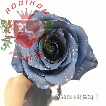 Tinted Space Odyssey 1 roses from Ecuador