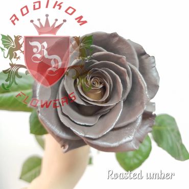 Tinted Roses Roasted Amber roses from Ecuador