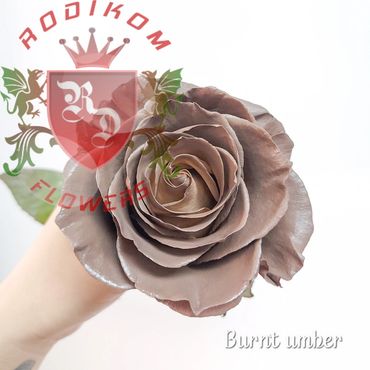 Tinted Roses Burnt Amber roses from Ecuador