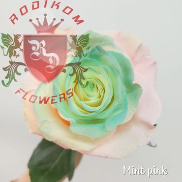Tinted Roses Mint Pink roses from Ecuador