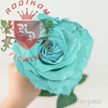 Tinted Roses Turquesa roses from Ecuador
