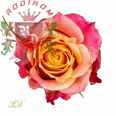 3D roses from Ecuador