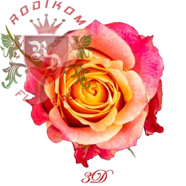 3D roses from Ecuador