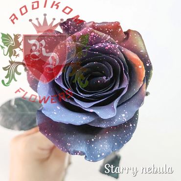 Tinted Starry Nebula roses from Ecuador