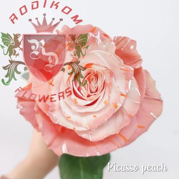 Tinted Roses Picasso Peach roses from Ecuador