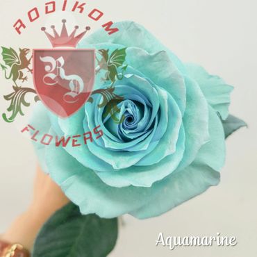Tinted Roses Aquamarine roses from Ecuador