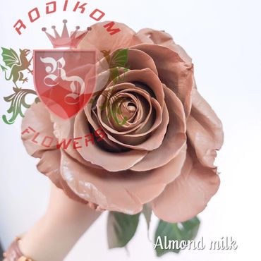 Tinted Roses Almond Milk roses from Ecuador