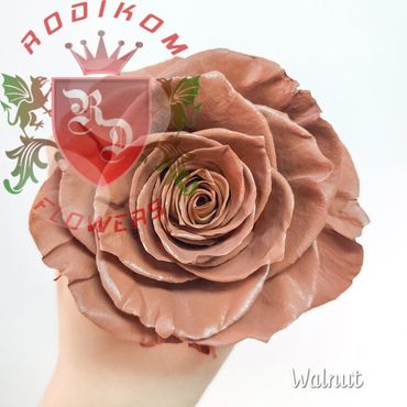 Tinted Roses Walnut roses from Ecuador