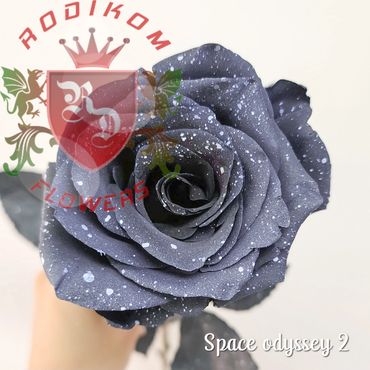 Tinted Space Odyssey 2 roses from Ecuador