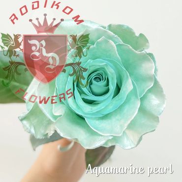 Tinted Aquamarine Pearl roses from Ecuador