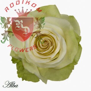 Alba roses from Ecuador