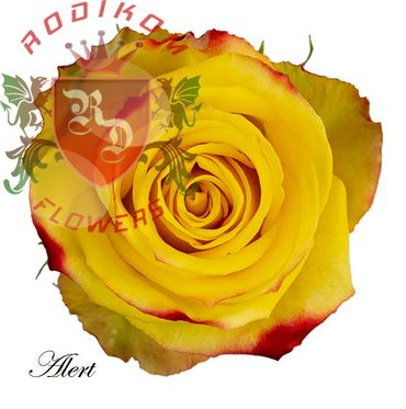 Alert roses from Ecuador