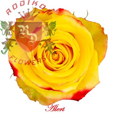 Alert roses from Ecuador