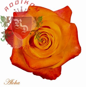 Aloha roses from Ecuador