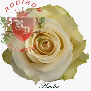 Amelia roses from Ecuador