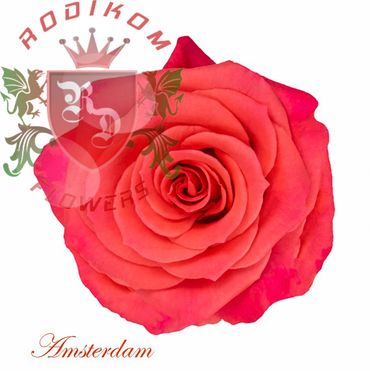 Amsterdam roses from Ecuador