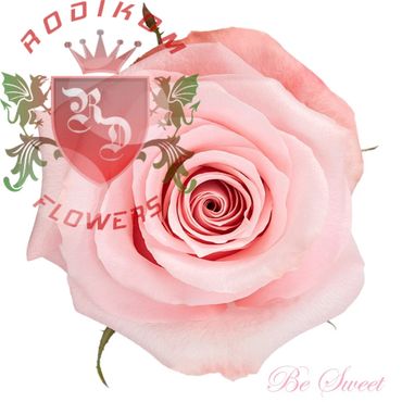 Be Sweet roses from Ecuador