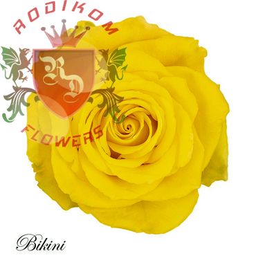 Bikini roses from Ecuador