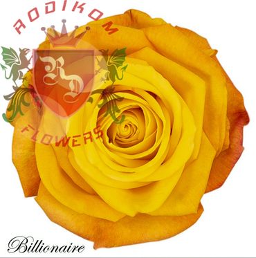 Billionaire roses from Ecuador