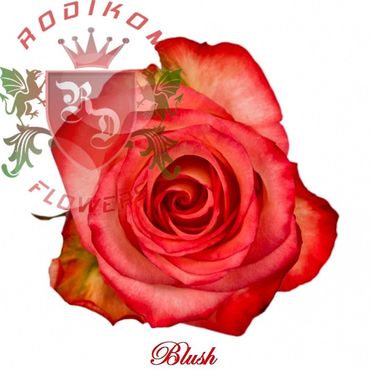 Blush roses from Ecuador