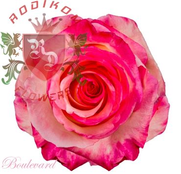 Boulevard roses from Ecuador