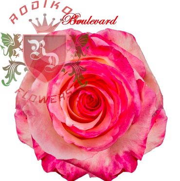 Boulevard roses from Ecuador