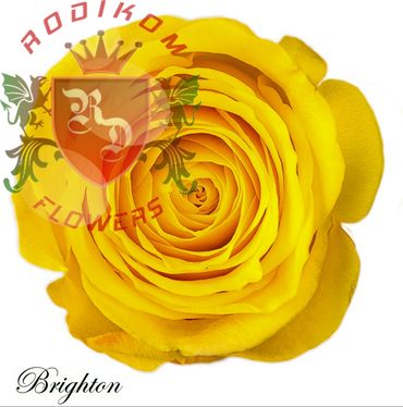 Brighton roses from Ecuador