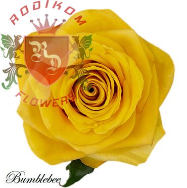 Bumblebee roses from Ecuador