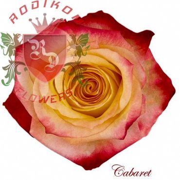 Cabaret roses from Ecuador