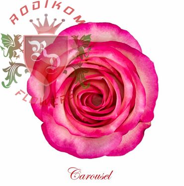 Carrousel roses from Ecuador