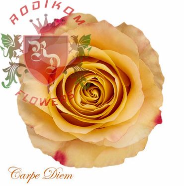 Carpe Diem roses from Ecuador