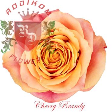 Cherry Brandy roses from Ecuador