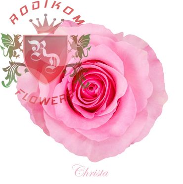 Christa roses from Ecuador