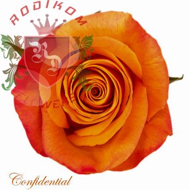 Confidential roses from Ecuador