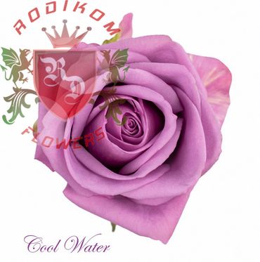Cool Water roses from Ecuador
