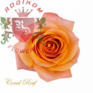 Coral reef roses from Ecuador