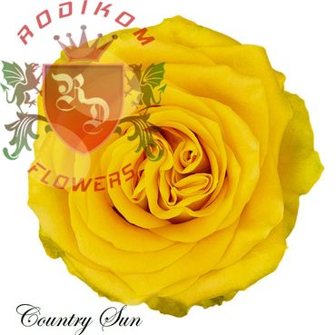 Country Sun roses from Ecuador