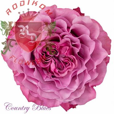 Country Blues roses from Ecuador