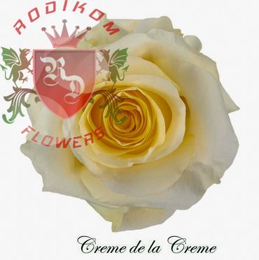 Creme de la Creme roses from Ecuador